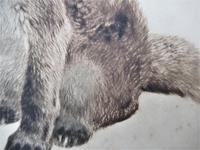 Original print, drypoint engraving, Study of a Fox Cub, indistinctly signed, c1930 (6 of 6) Original print, drypoint engraving, Study of a Fox Cub, indistinctly signed, c1930 (6 of 6)
