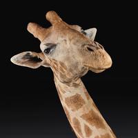 Rare And Extremely Well Prepared Late 20th Century Taxidermy African Bull Giraffe (7 of 14) Rare And Extremely Well Prepared Late 20th Century Taxidermy African Bull Giraffe (7 of 14)