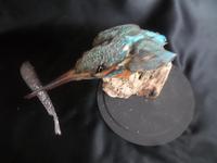 Taxidermy Study of a Kingfisher with Fish (5 of 6) Taxidermy Study of a Kingfisher with Fish (5 of 6)