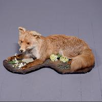 Taxidermy Full Size Fox (Vulpes Vulpes) in a Curled Recumbent Position in Excellent Condition (1 of 5)