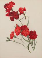 Dianthus Atkinson Chromolithograph. Robinson. The Garden 1871-1881 (2 of 4) Dianthus Atkinson Chromolithograph. Robinson. The Garden 1871-1881 (2 of 4)