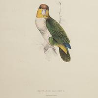 Set of Four 19th Century Bird Lithographs by Edward Lear (5 of 5) Set of Four 19th Century Bird Lithographs by Edward Lear (5 of 5)