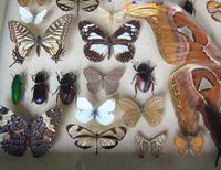 Large Antique Specimen Butterfly & Insect Case (4 of 10) Large Antique Specimen Butterfly & Insect Case (4 of 10)