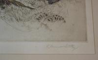 Hunting Dogs Field Spaniels G Vernon Stokes Signed Limited Edition (4 of 6) Hunting Dogs Field Spaniels G Vernon Stokes Signed Limited Edition (4 of 6)