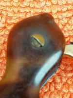 Antique Victorian Double Folding Tortoise Shell Lorgnette Eye Glasses C1900 (7 of 12) Antique Victorian Double Folding Tortoise Shell Lorgnette Eye Glasses C1900 (7 of 12)