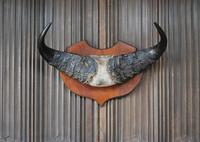 Pair of Cape Buffalo Horn Trophies on Shields (2 of 10) Pair of Cape Buffalo Horn Trophies on Shields (2 of 10)