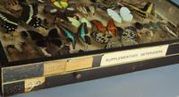 Large Antique Specimen Butterfly & Insect Case (2 of 9) Large Antique Specimen Butterfly & Insect Case (2 of 9)