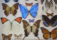 Antique Specimen Butterfly Case (5 of 7) Antique Specimen Butterfly Case (5 of 7)