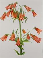 Lilium Grayi Chromolithograph. Henry G Moon 1903 (4 of 4) Lilium Grayi Chromolithograph. Henry G Moon 1903 (4 of 4)