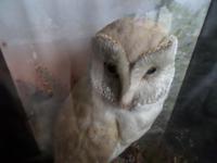 Lovely Barn Owl on a Good Setting & in a good Glass Case - Hand Painted Background (2 of 4) Lovely Barn Owl on a Good Setting & in a good Glass Case - Hand Painted Background (2 of 4)
