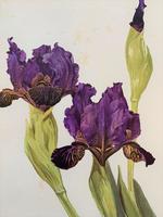 Stunning Purple Iris Chromolithograph. Henry G Moon. 1903 (2 of 4) Stunning Purple Iris Chromolithograph. Henry G Moon. 1903 (2 of 4)