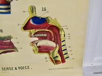Large University Anatomical Chart “Organs of Sense & Voice” by Turner (5 of 7) Large University Anatomical Chart “Organs of Sense & Voice” by Turner (5 of 7)