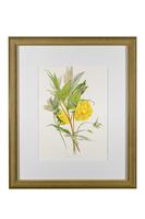 Elegant 'Yellow Peonia' Chromolithograph 1903 (3 of 4) Elegant 'Yellow Peonia' Chromolithograph 1903 (3 of 4)