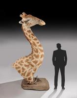 Rare And Extremely Well Prepared Late 20th Century Taxidermy African Bull Giraffe (13 of 14) Rare And Extremely Well Prepared Late 20th Century Taxidermy African Bull Giraffe (13 of 14)