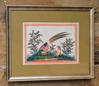 Antique Chinese Watercolour Painting Asiatic Pheasant (1 of 6)