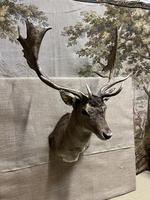 Item Additional Image