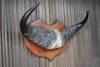 Pair of Cape Buffalo Horn Trophies on Shields (4 of 10) Pair of Cape Buffalo Horn Trophies on Shields (4 of 10)