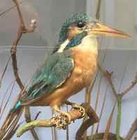Taxidermy Edwardian Case of 7 Birds Inc: Kingfisher, Snipe, Moorhen & Woodcock (10 of 15) Taxidermy Edwardian Case of 7 Birds Inc: Kingfisher, Snipe, Moorhen & Woodcock (10 of 15)