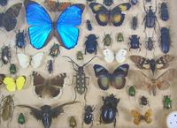 Good Antique Butterfly & Insect Specimens Collection (3 of 7) Good Antique Butterfly & Insect Specimens Collection (3 of 7)