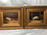 Pair of Victorian 19th Century Oil Paintings Terrier Dogs Ratting Signed J Langlois (5 of 35) Pair of Victorian 19th Century Oil Paintings Terrier Dogs Ratting Signed J Langlois (5 of 35)