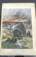 6 Framed Animal Coloured Pictures Plates C1877 Sketches from Nature - N America & Canada (5 of 12) 6 Framed Animal Coloured Pictures Plates C1877 Sketches from Nature - N America & Canada (5 of 12)