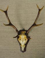 19th Century Antique Antlers on Shield (3 of 5) 19th Century Antique Antlers on Shield (3 of 5)