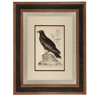 Hand Coloured 'Booted Eagle' Lithograph. Goldsmith 1875 (4 of 4) Hand Coloured 'Booted Eagle' Lithograph. Goldsmith 1875 (4 of 4)