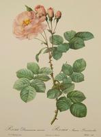 Rosa Damascena Aurora. After Pierre Joseph Redoute 1951 (2 of 4) Rosa Damascena Aurora. After Pierre Joseph Redoute 1951 (2 of 4)