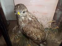 Magnificent Taxidermist's Display of a Buzzard in a Glass Case - Late Victorian (2 of 6) Magnificent Taxidermist's Display of a Buzzard in a Glass Case - Late Victorian (2 of 6)