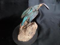 Taxidermy Study of a Kingfisher with Fish (6 of 6) Taxidermy Study of a Kingfisher with Fish (6 of 6)