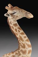 Rare And Extremely Well Prepared Late 20th Century Taxidermy African Bull Giraffe (8 of 14) Rare And Extremely Well Prepared Late 20th Century Taxidermy African Bull Giraffe (8 of 14)