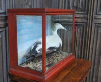 Taxidermy Eider Duck in Case (2 of 5) Taxidermy Eider Duck in Case (2 of 5)