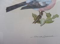 Watercolour Study of a Finch Listed Wildlife Artist David Andrews (4 of 10) Watercolour Study of a Finch Listed Wildlife Artist David Andrews (4 of 10)