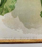 Pure Sunshine 'Inula Roylei' Chromolithograph 1903 (2 of 4) Pure Sunshine 'Inula Roylei' Chromolithograph 1903 (2 of 4)