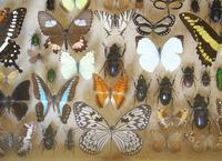 Large Antique Specimen Butterfly & Insect Case (8 of 9) Large Antique Specimen Butterfly & Insect Case (8 of 9)