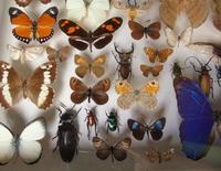 Large Antique Butterfly & Insect Specimen Case (6 of 7) Large Antique Butterfly & Insect Specimen Case (6 of 7)