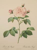 Rosa Alba Regalis Lithograph. After Pierre-Joseph Redoute. 1951 (3 of 4) Rosa Alba Regalis Lithograph. After Pierre-Joseph Redoute. 1951 (3 of 4)