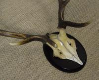 Antique Antlers on Shield (3 of 5) Antique Antlers on Shield (3 of 5)