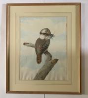 Neville Henry Cayley - Pair of Watercolours of Kookaburras (2 of 7) Neville Henry Cayley - Pair of Watercolours of Kookaburras (2 of 7)
