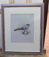 Watercolour Study of a Finch Listed Wildlife Artist David Andrews (3 of 10) Watercolour Study of a Finch Listed Wildlife Artist David Andrews (3 of 10)