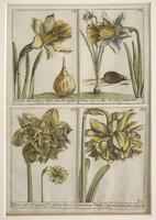 18th Century French Hand Coloured Botanical Copperplate Engravings (5 of 6) 18th Century French Hand Coloured Botanical Copperplate Engravings (5 of 6)