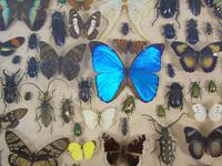 Good Antique Butterfly & Insect Specimens Collection (2 of 7) Good Antique Butterfly & Insect Specimens Collection (2 of 7)