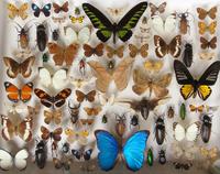 Large Antique Butterfly & Insect Specimen Case (2 of 7) Large Antique Butterfly & Insect Specimen Case (2 of 7)