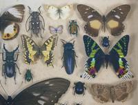 Antique Insect and Butterfly Specimens Collection (3 of 7) Antique Insect and Butterfly Specimens Collection (3 of 7)