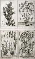 Unique Original French 18th Century Botanical Copperplate Prints (4 of 7) Unique Original French 18th Century Botanical Copperplate Prints (4 of 7)
