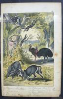 6 Framed Animal Coloured Pictures Plates C1877 Sketches from Nature - India (7 of 14) 6 Framed Animal Coloured Pictures Plates C1877 Sketches from Nature - India (7 of 14)