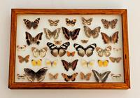 Cased Tropical Butterflies Collection (1 of 6)