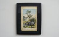 6 Framed Animal Coloured Pictures Plates C1877 Sketches from Nature - India (14 of 14) 6 Framed Animal Coloured Pictures Plates C1877 Sketches from Nature - India (14 of 14)
