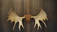 Swedish Elk Antlers (3 of 5) Swedish Elk Antlers (3 of 5)