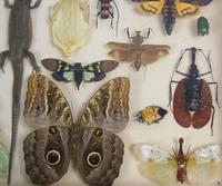 Fabulous Antique Collection Cased Insect & Butterfly Specimens (4 of 7) Fabulous Antique Collection Cased Insect & Butterfly Specimens (4 of 7)